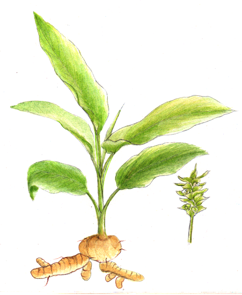 turmeric, plant, herb-2148826.jpg