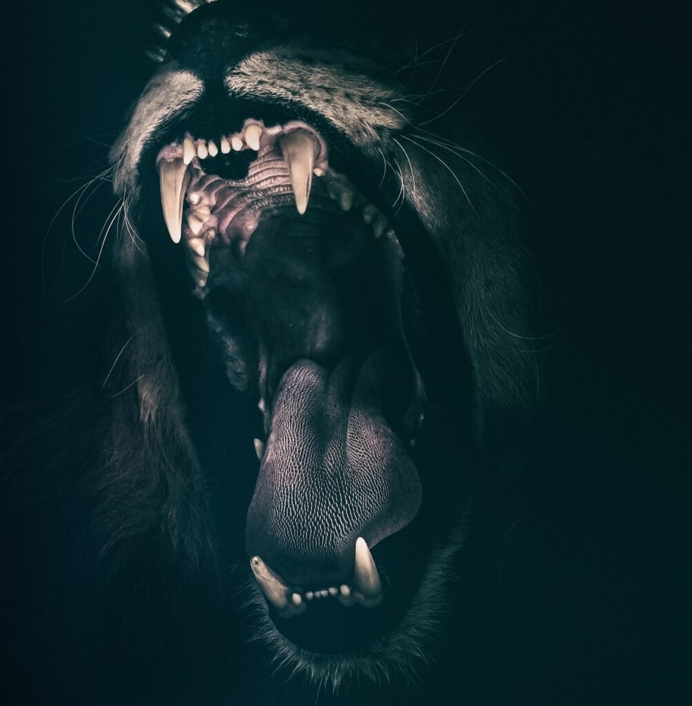 lion, teeth, roar-2885618.jpg